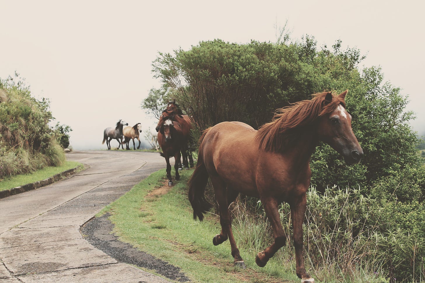 Photo of horses trotting alongside a path by Cristy Zinn on Unsplash.