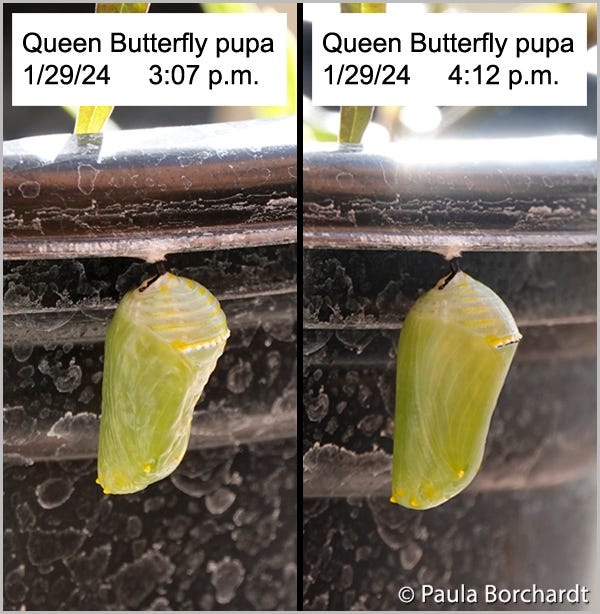 Queen Butterfly chrysalis about 1 minute after pupation (left) and about an hour later (right)