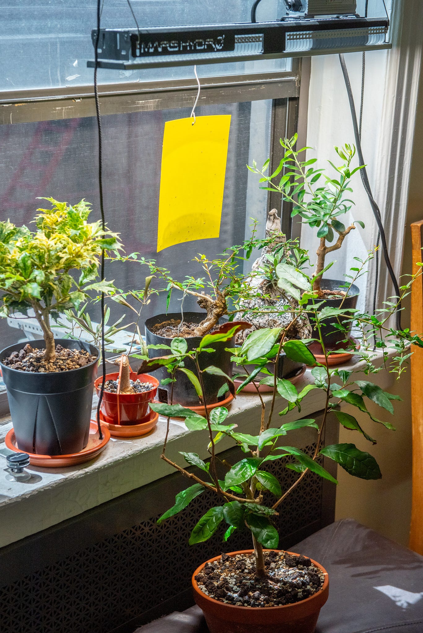 ID: Subtropical bonsai indoor grow room