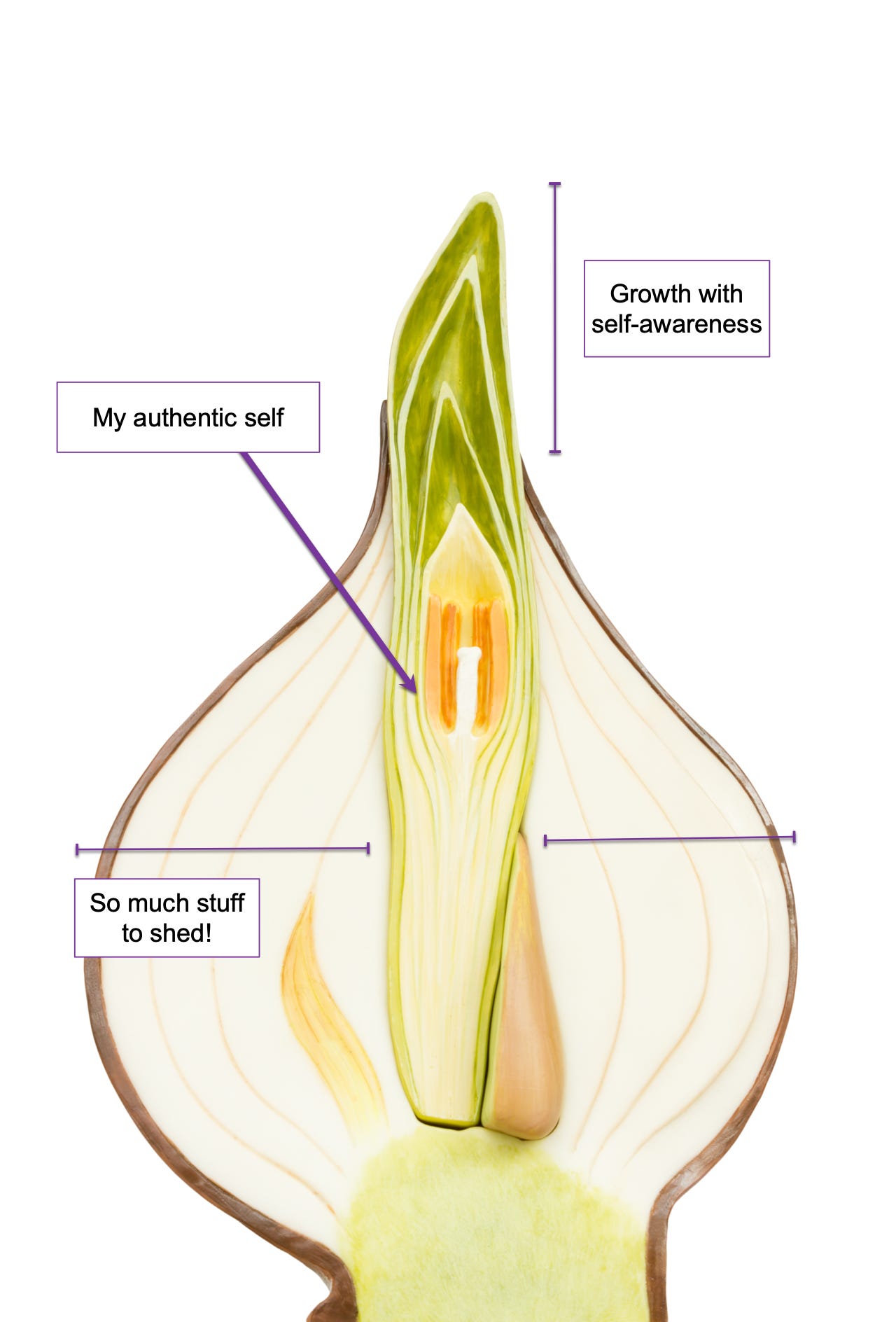 Illustration of a vertical cross-section of an onion starting to sprout. The new growth is the growth experienced with self-awareness. The center is your true, authentic self, and the layers are all the  other people's values and beliefs that you have to shed to allow your authentic self to grow.