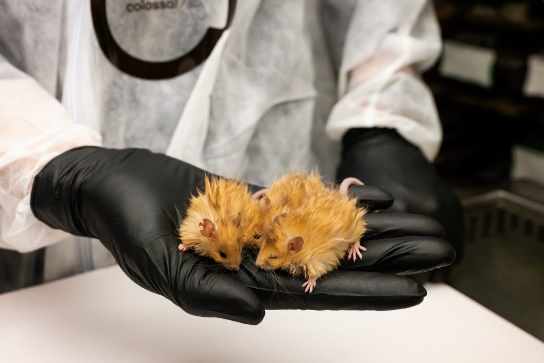 A woolly mouse, a breed created by scientists using genetical modifications.