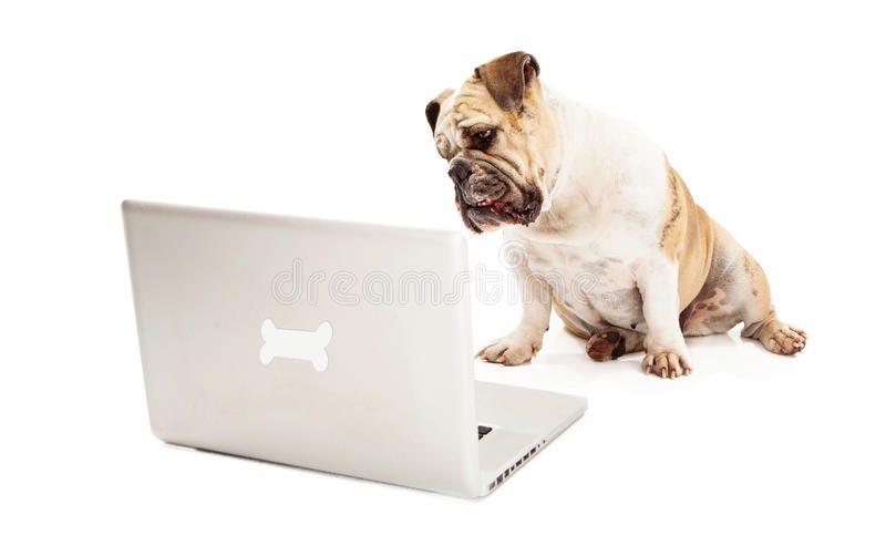Bulldog on Computer stock image. Image of mammal, cute - 30561269