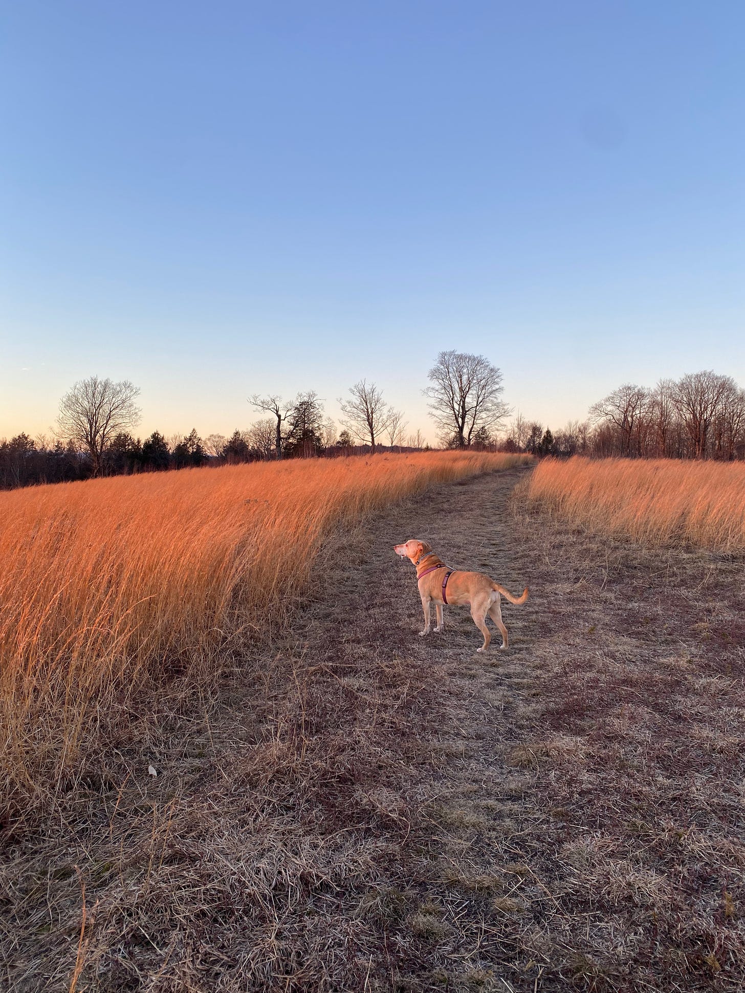 Nessa on the ridge at sunset, standing in a field of golden grass under a sharp blue sky.