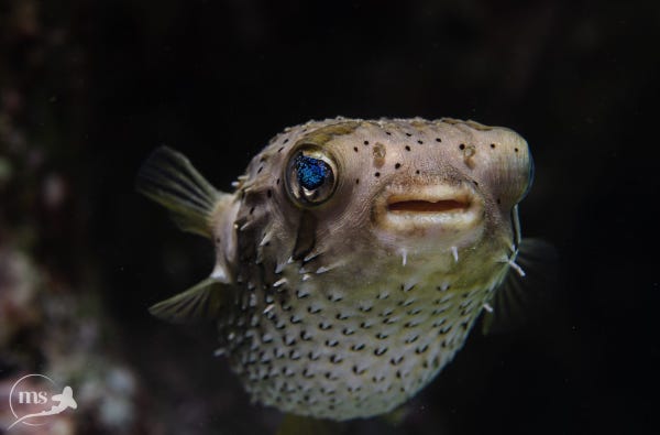 a long-spine porcupine fish with big blue eyes, swimming in the sea