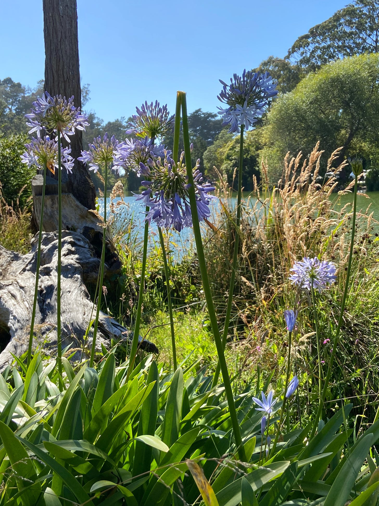 Purple flowers by the lake. One is broken, but the light streaming through these made them almost translucent. Amy Cowen