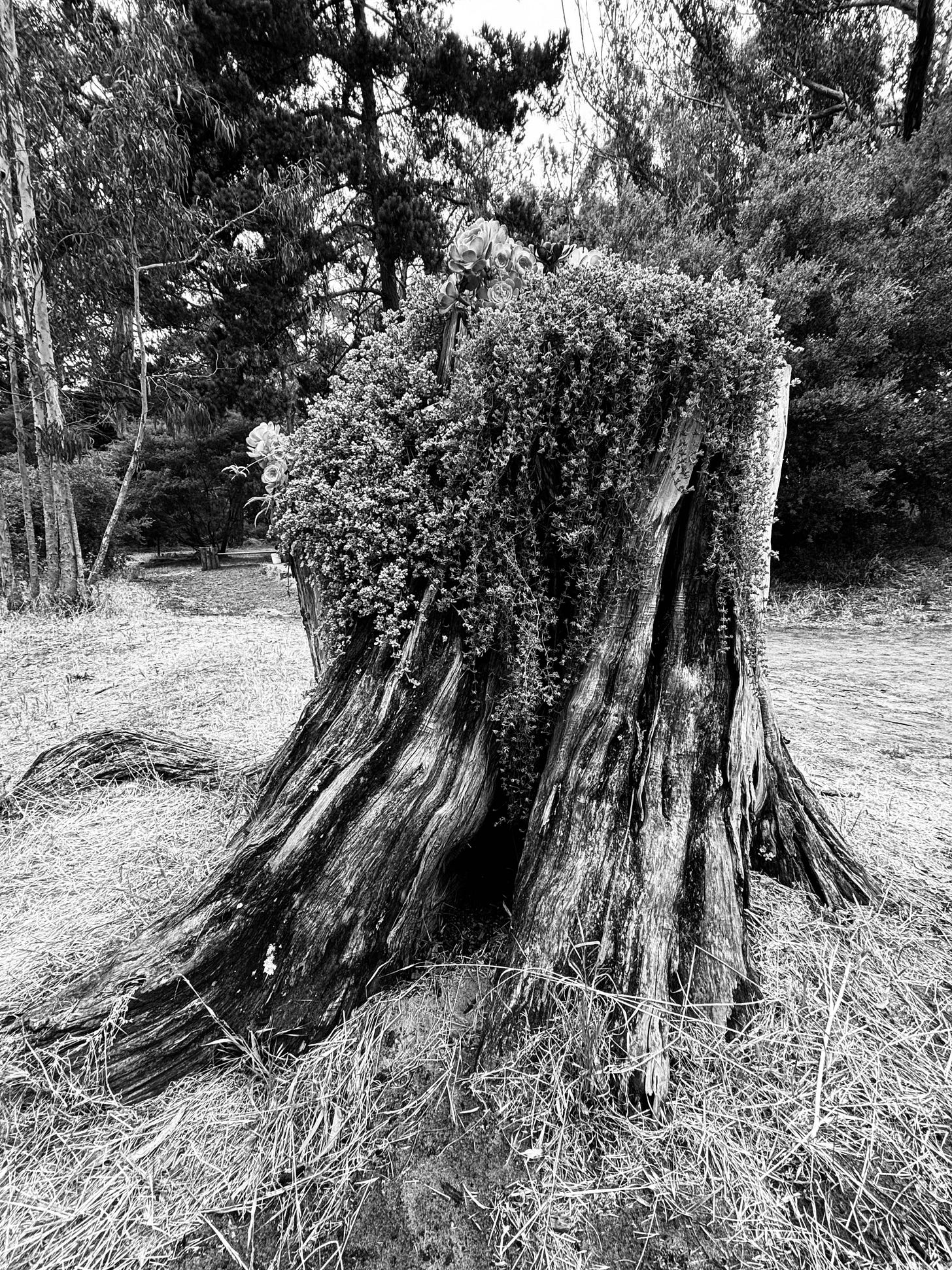 A tree trunk with plants growing on top of it