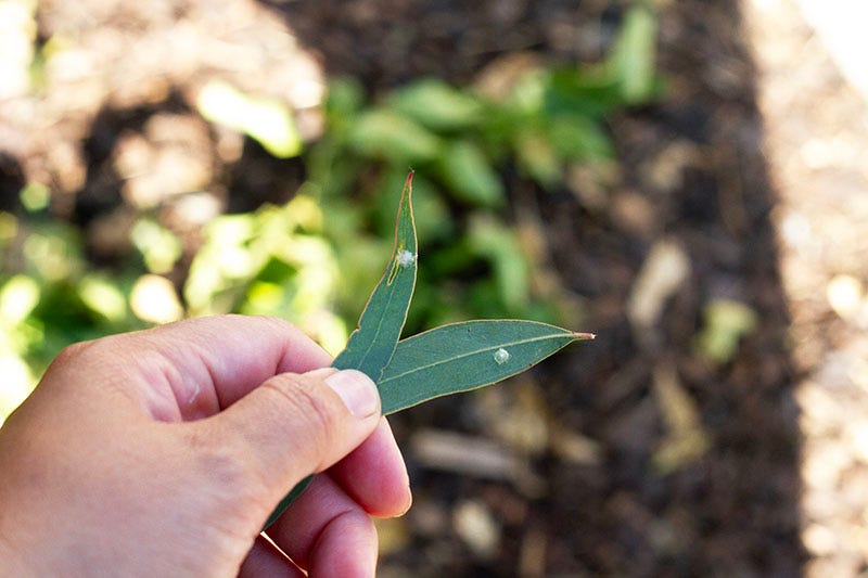 A hand holds two gumleaves, which each have lerps on them.