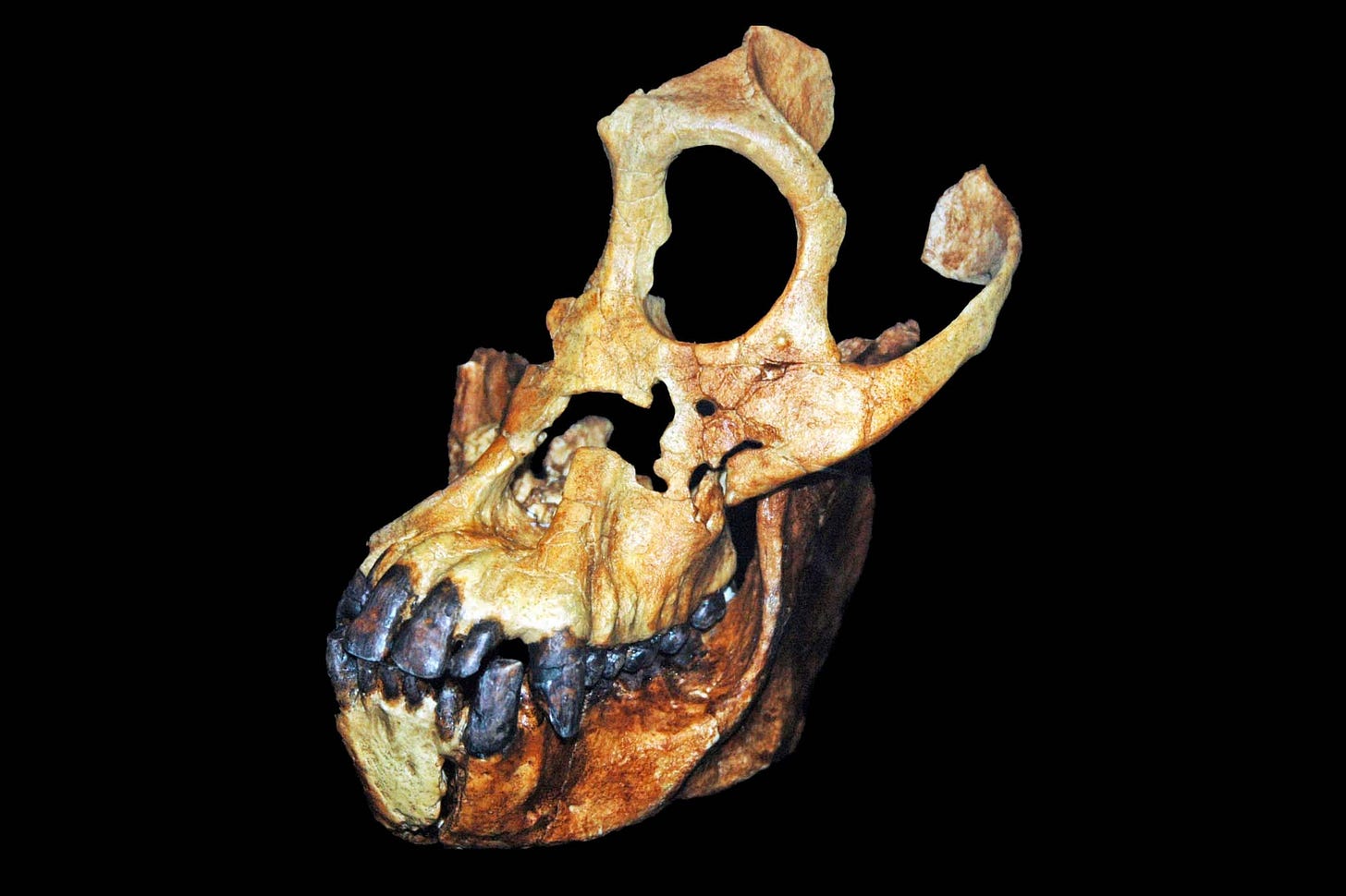 A skull of a fossil face and jaw of Sivapithecus indicus from front left A skull of a fossil face and jaw of Sivapithecus indicus from front left