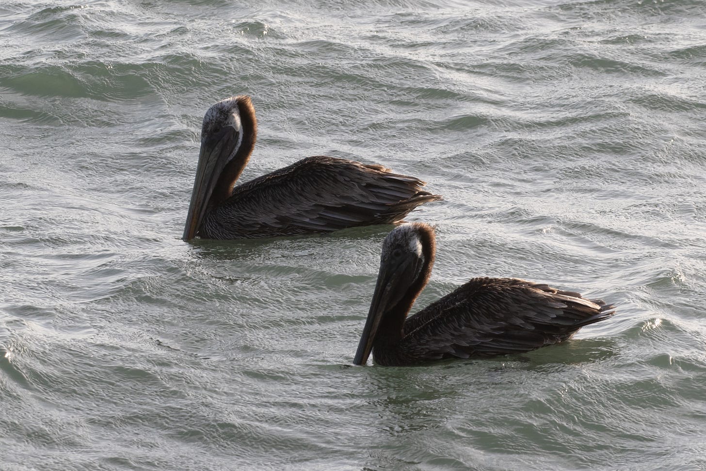 two brown pelicans sitting in the water facing left