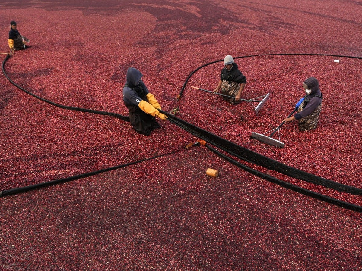 Millions will eat cranberry sauce on Thanksgiving. But where do those cranberries come from?