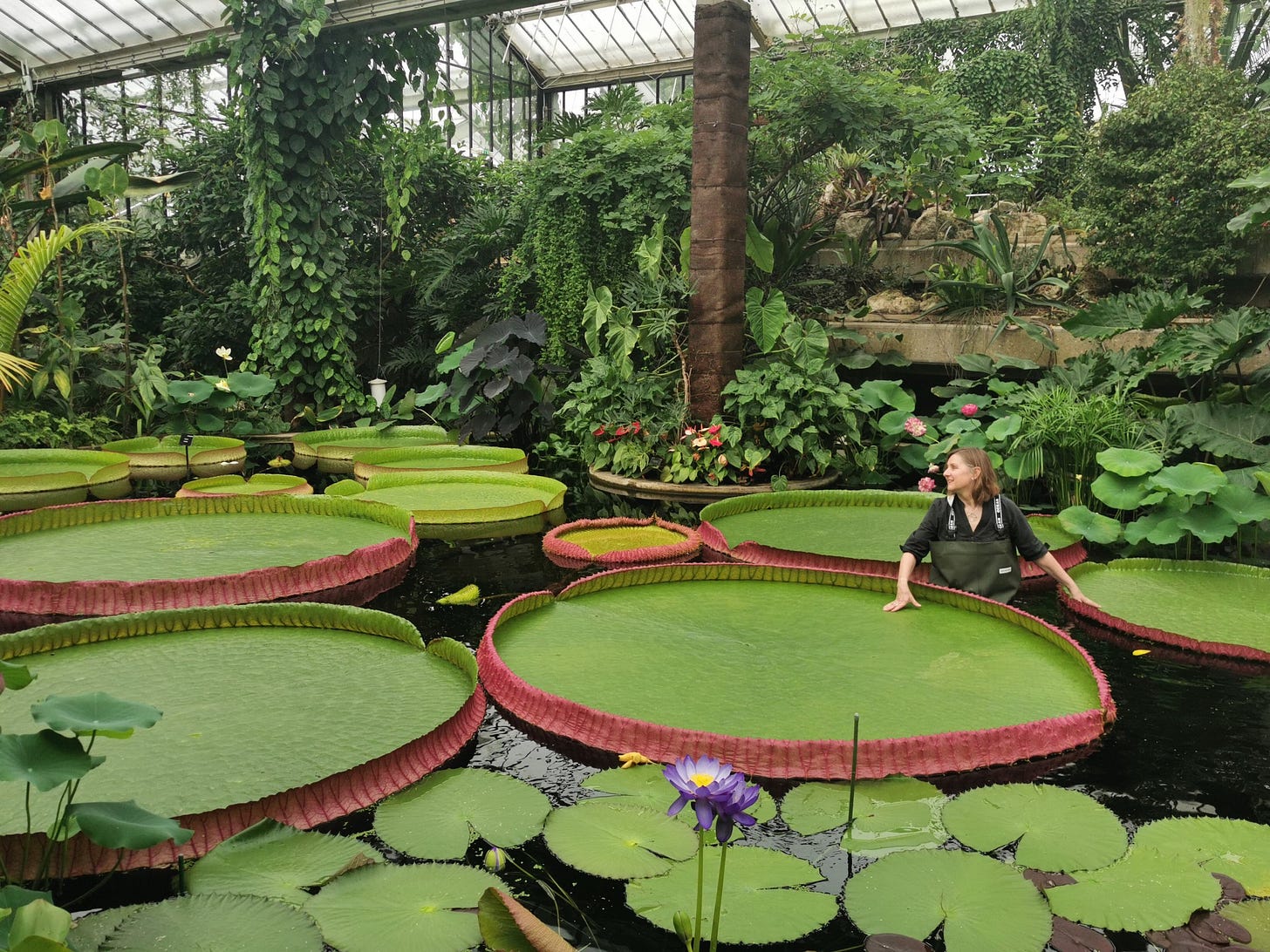 VICTORIA BOLIVIANA - A NEW SPECIES OF GIANT WATERLILY: 4th july 2022 — Lucy T Smith - Botanical Artist VICTORIA BOLIVIANA - A NEW SPECIES OF GIANT WATERLILY: 4th july 2022 — Lucy T Smith - Botanical Artist