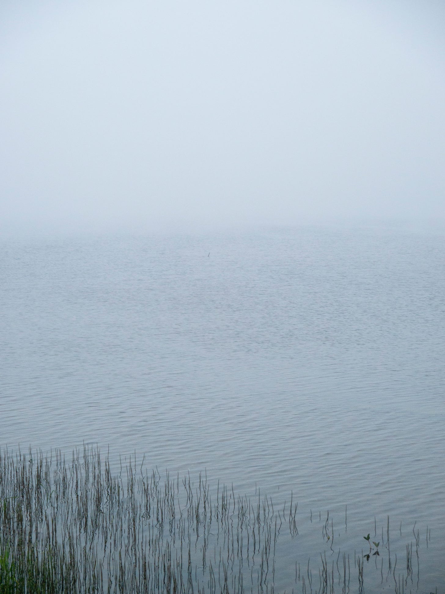Fog over water with reeds in the shallows