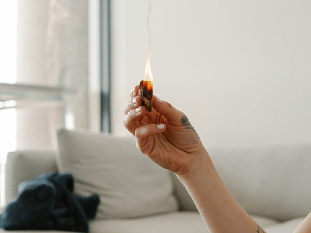 person holding orange flower in front of white wall