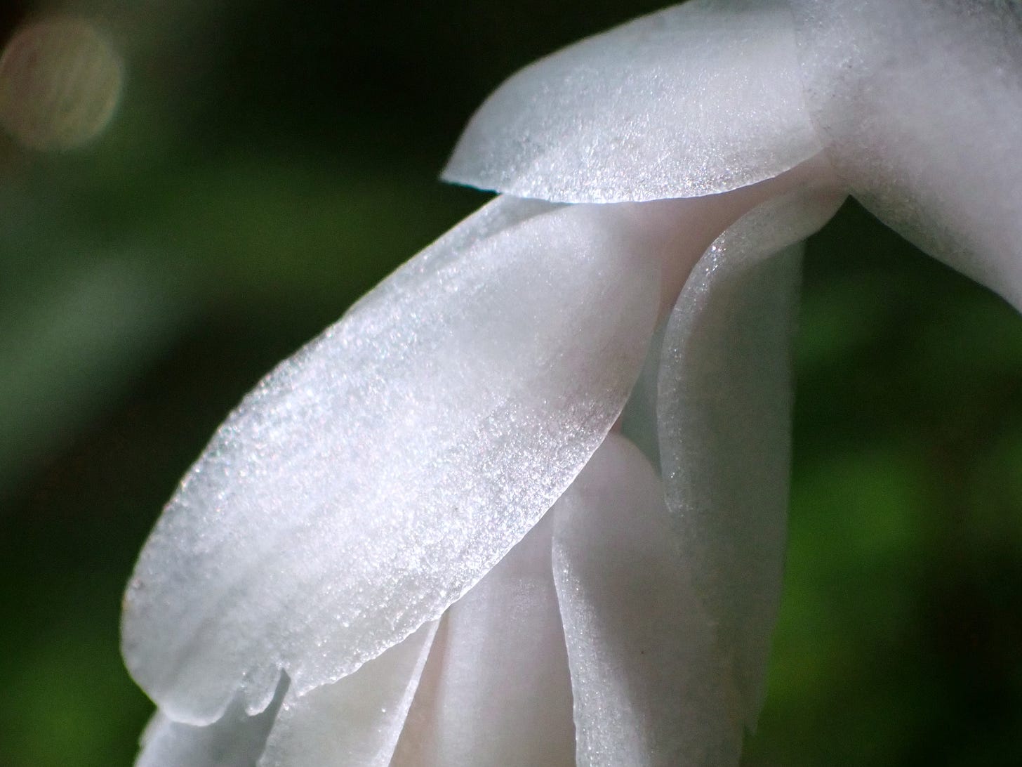 A close-up for a Ghost Plant petal shimmers against a forest background.