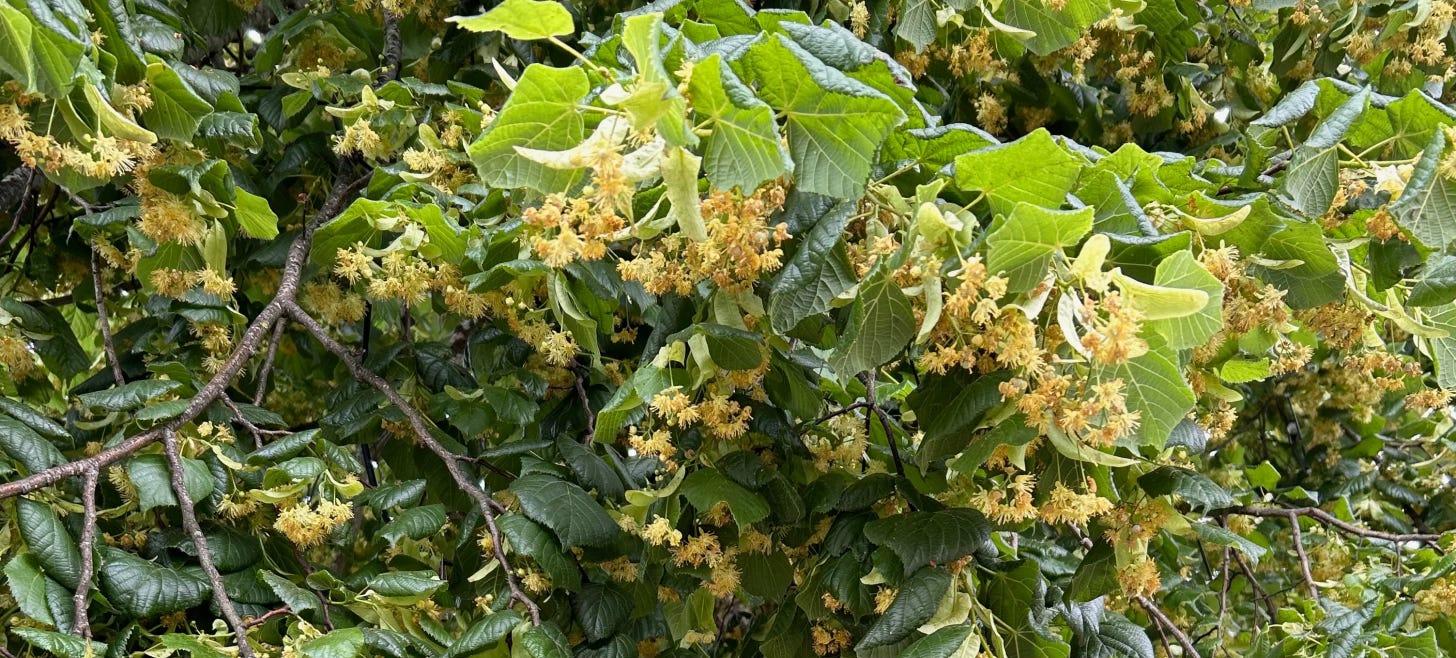 Hanging branches with leaves and bunches of lime flowers