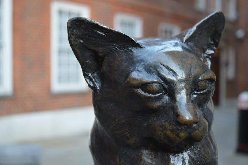 close-up of a cats head