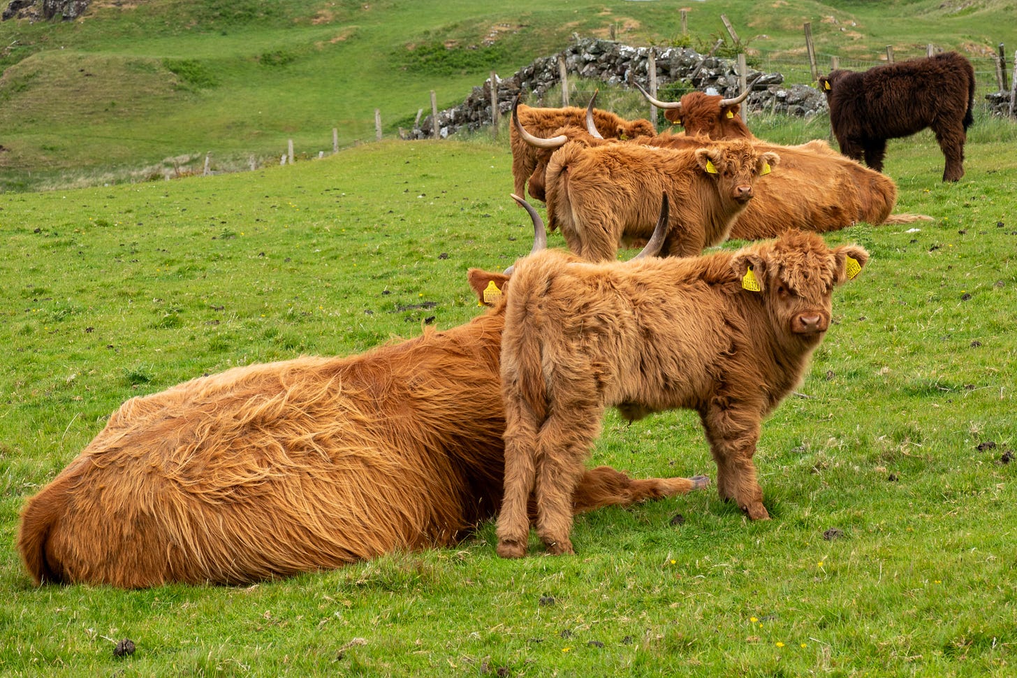 Highland cows and calves, looking like teddy bears © Felicity Martin