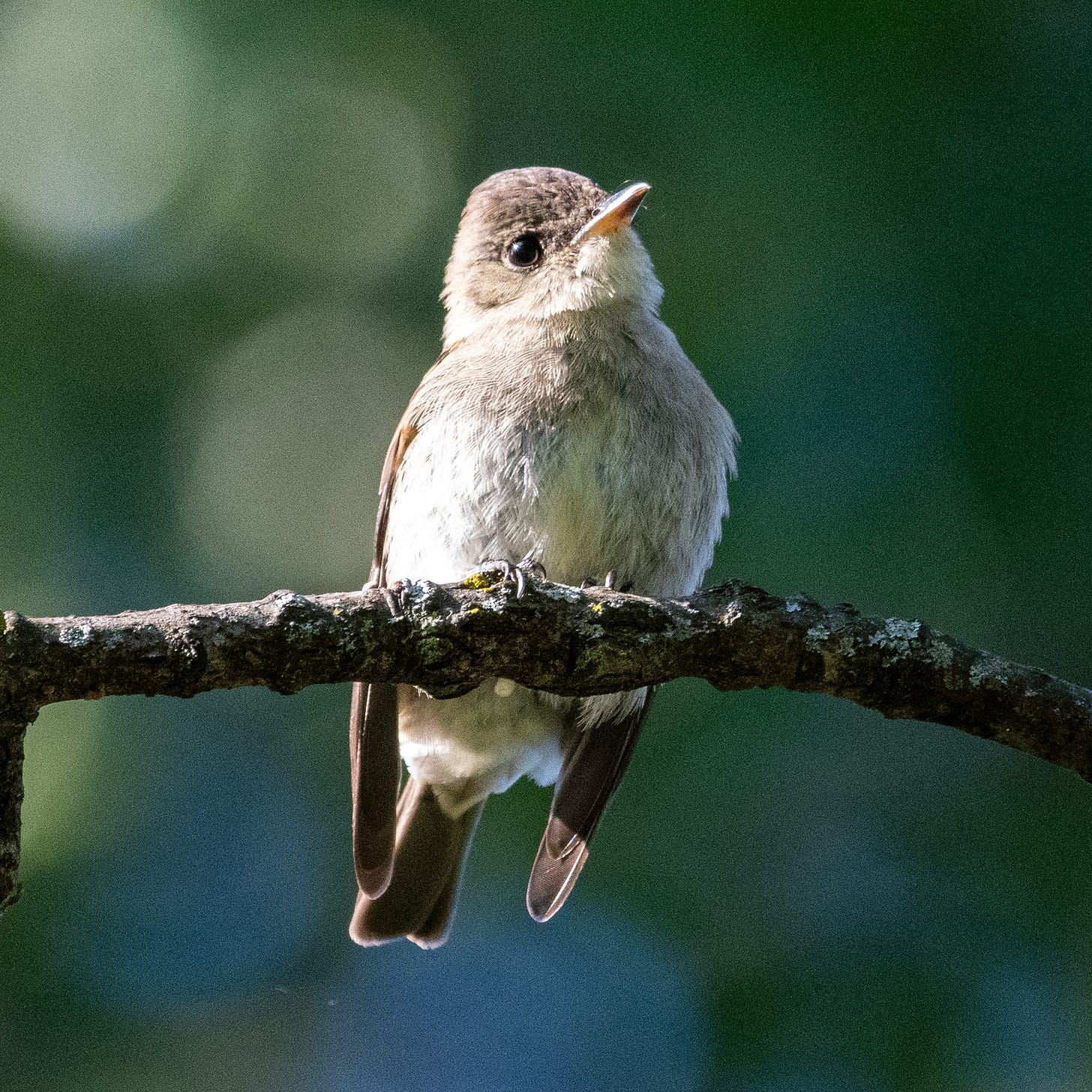 A perched Eastern wood-pewee at eye level