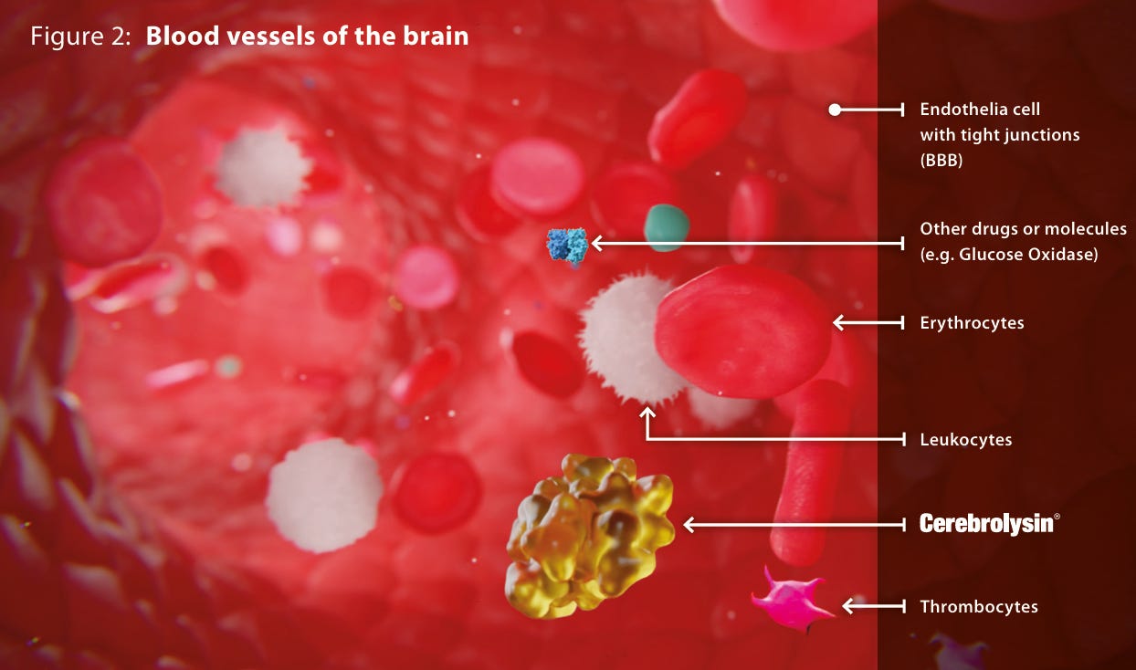 A diagram of a blood vessel

Description automatically generated