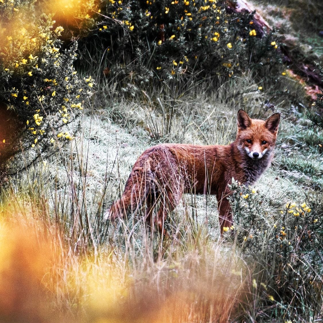 Fox in Dawlish Park in the Winter