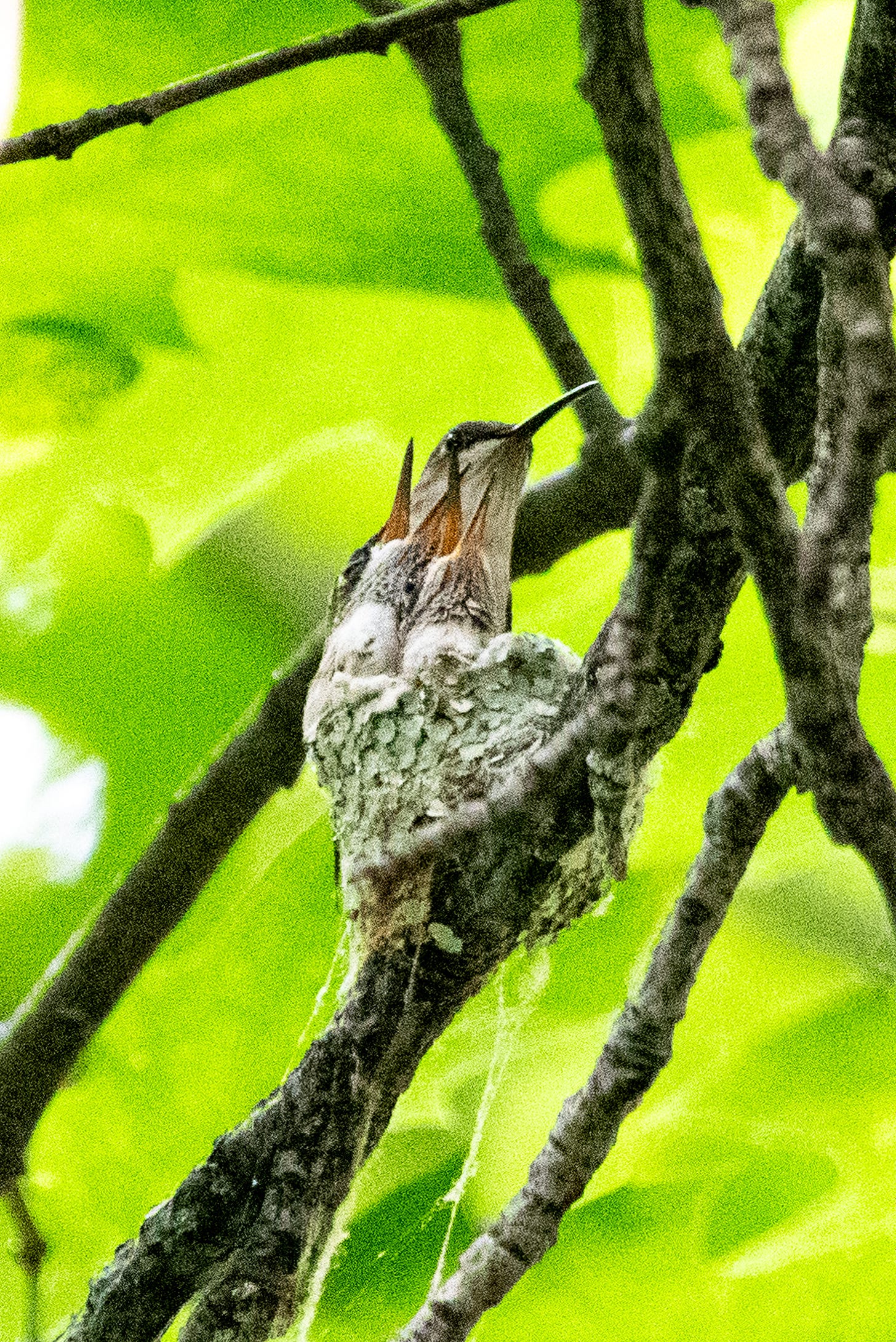 A ruby-throated hummingbird perched on the rear of her nest, her two nestlings angling their open beaks upward toward her