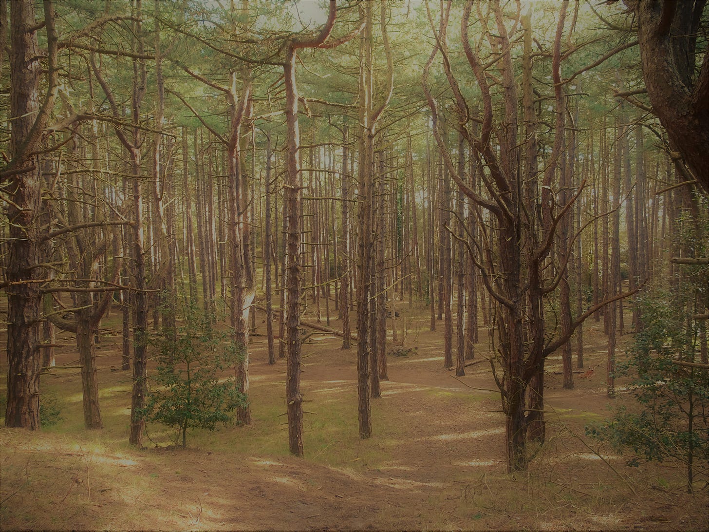 A stand of pine trees growing in needle-strewn, sandy soil, their barrenness  softened by a light sea mist.