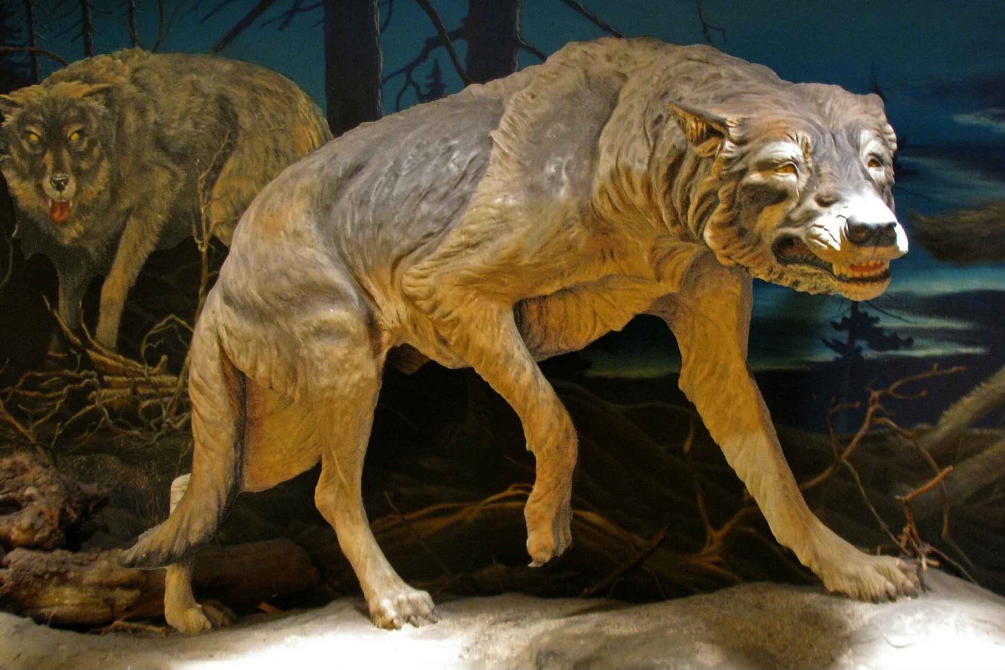 Sculpted reconstruction of a dire wolf at the La Brea Tar Pits Museum Sculpted reconstruction of a dire wolf at the La Brea Tar Pits Museum