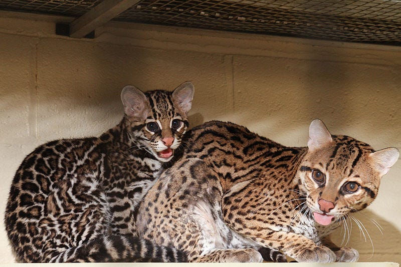 Photo of an ocelot and its cub in a zoo. The adult is sticking out its pink tongue in a blep, while the cub has its mouth open, saying a meow