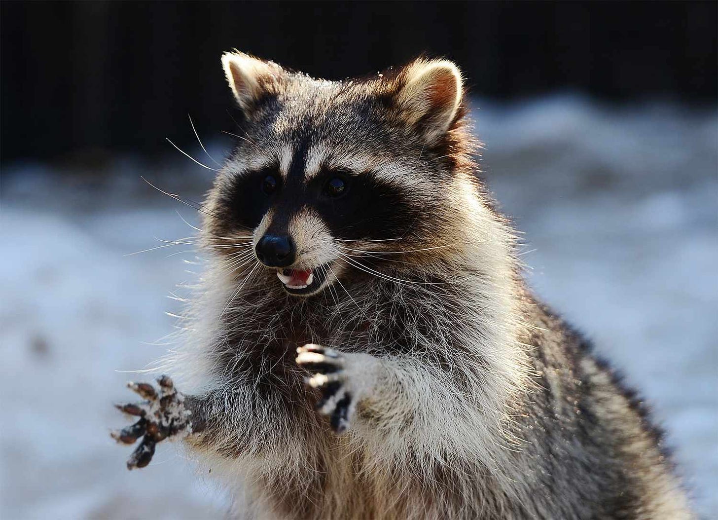 Pet Raccoon, Stoned on Marijuana, Brought to Indianapolis Firehouse for Care