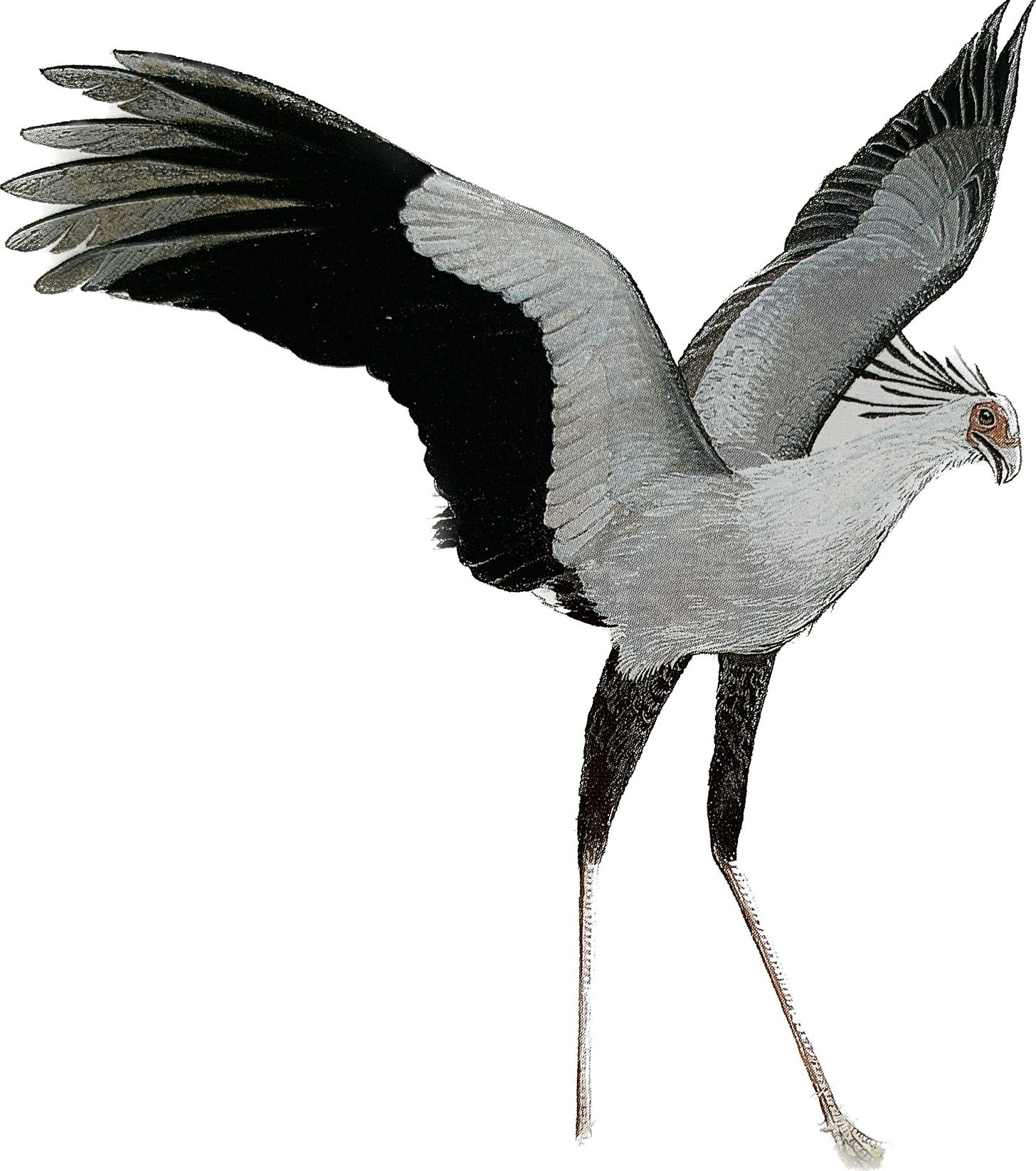 secretary bird encyclopedia illustration