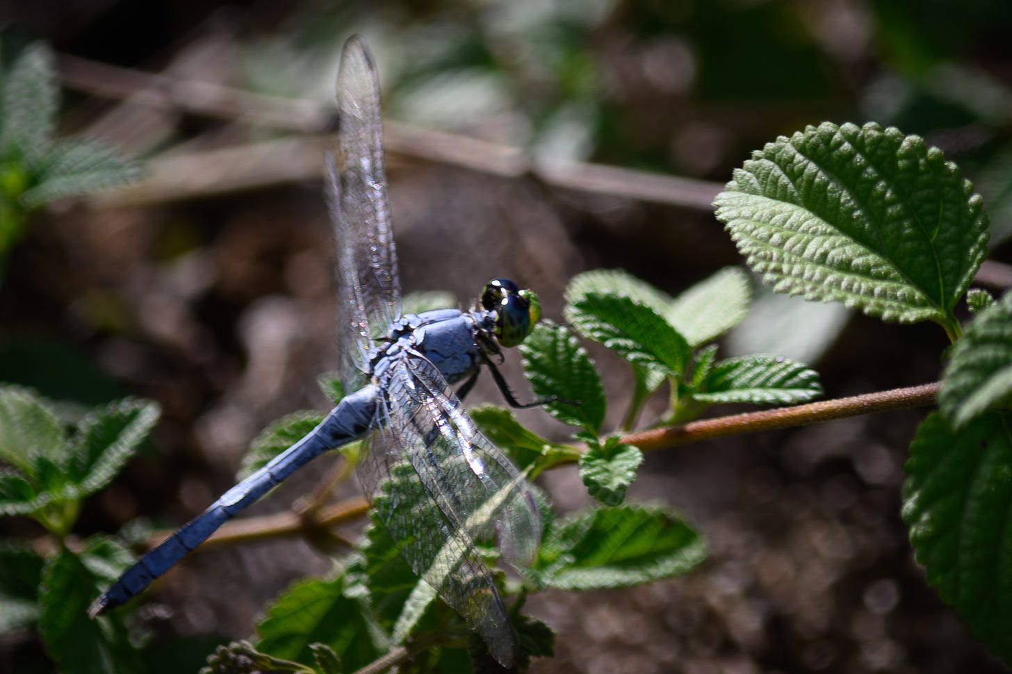 A blue damsel dragonfly on the branch of a plant