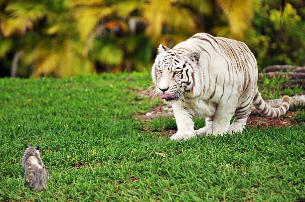 480+ Tiger Stalking Prey Stock Photos, Pictures & Royalty-Free Images -  iStock