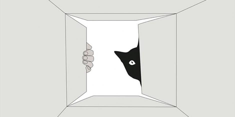 visão de dentro de uma caixa de papelão, na abertura de cima está um gato preto e dedos de uma mão