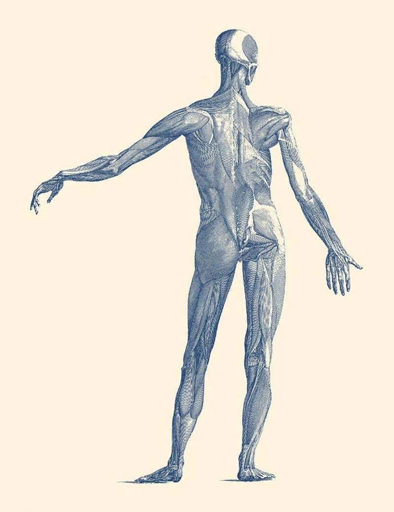 A human body with muscles

AI-generated content may be incorrect.