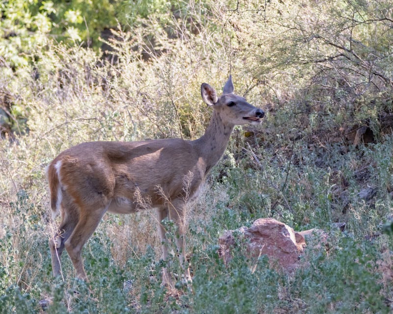 20240710-BoxCanyon-318-Edit.jpg