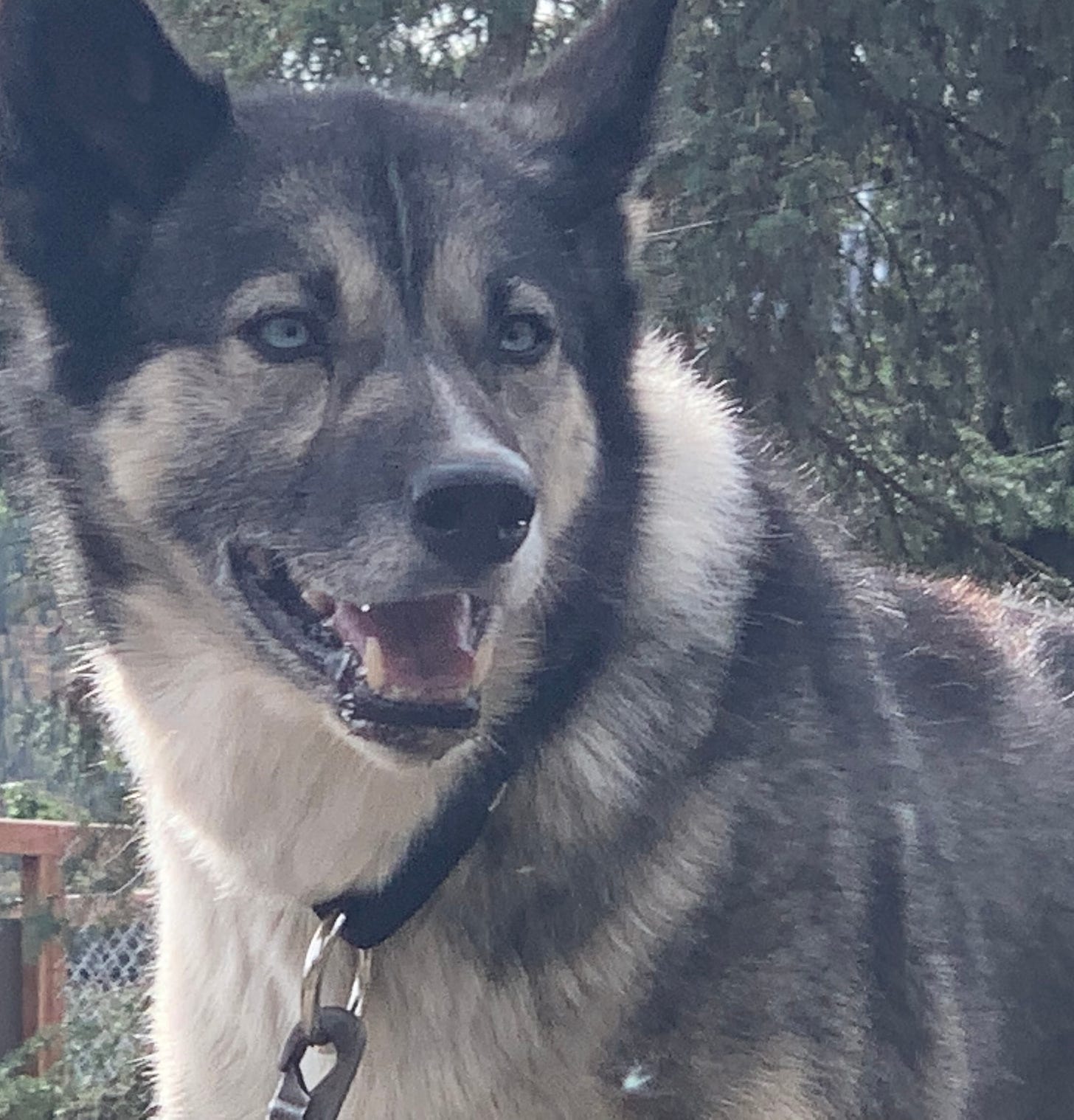 A close-up of a blue-eyed husky