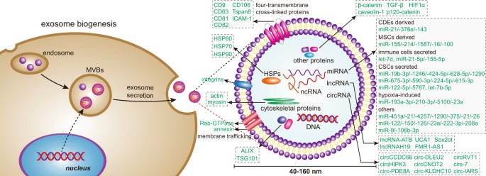 Exosomes: key players in cancer and potential therapeutic strategy | Signal  Transduction and Targeted Therapy