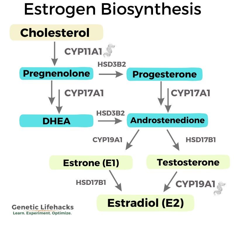 Genes Involved in Estrogen Metabolism