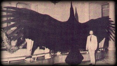 Argentavis-Magnificens-ave-pré-historica-argentina-era-a-maior-ave-que-já-existiu