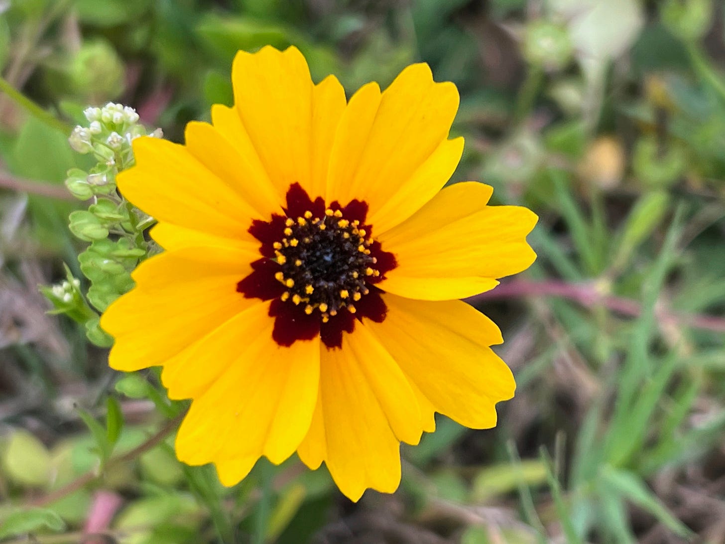 A single yellow flower with a brown center and golden stamens