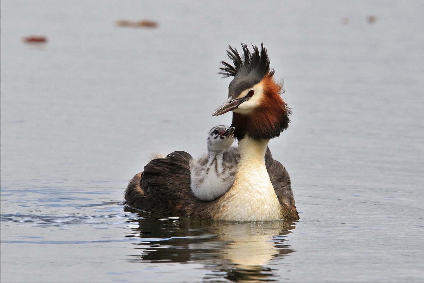 A photo of a Pūteketeke – Australasian Crested Grebe – in water with a chick on her back.