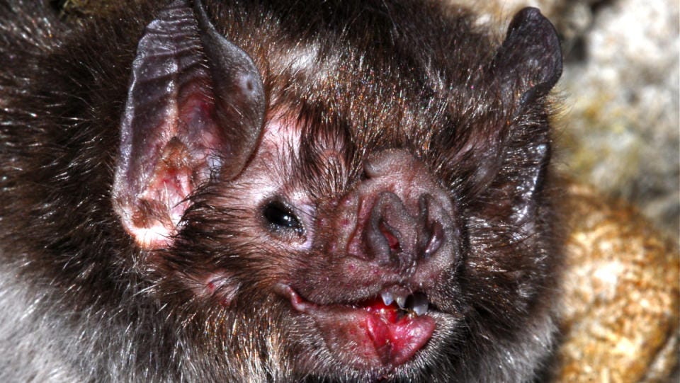 100,000-Year-Old Fossil of Largest-Ever Vampire Bat Found