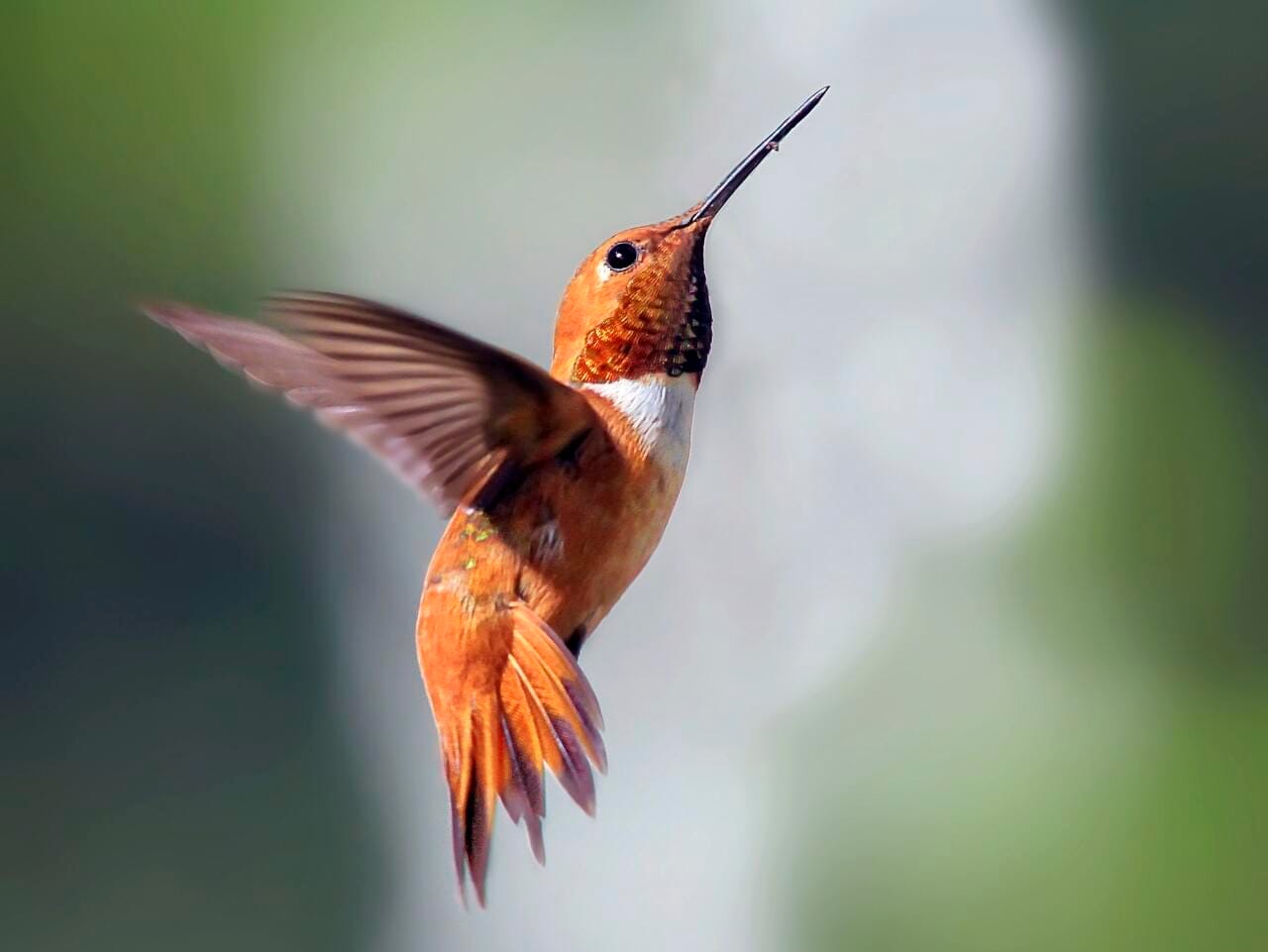 Rufous Hummingbird Adult male