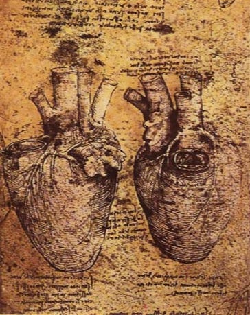 Leonardo Da Vinci, who is considered to be the epitome of the Renaissance Man, first discovered the heart’s vortex. 