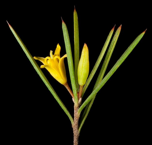 Persoonia sulcata [flower wikicommons].jpg