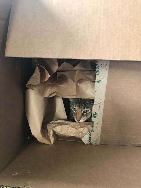 cat in GreenStalk box