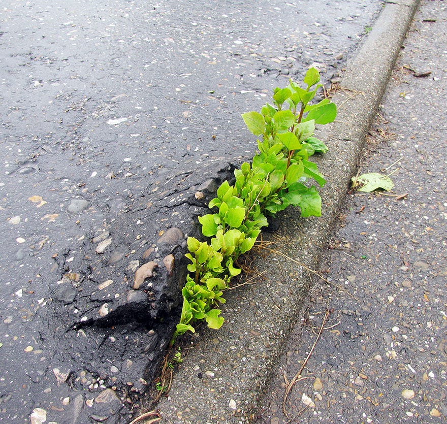 Life Finds A Way: 25 Plants That Just Won't Give Up | Bored Panda