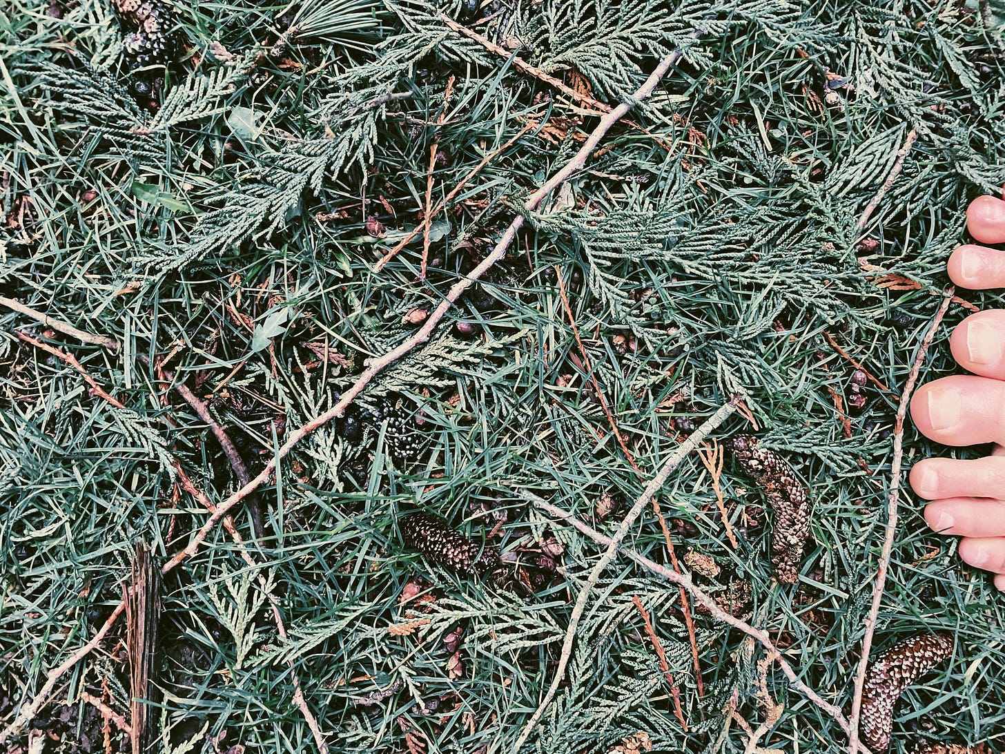 photo of bark, twigs, seeds and pine needles with human toes peeking in from the right side