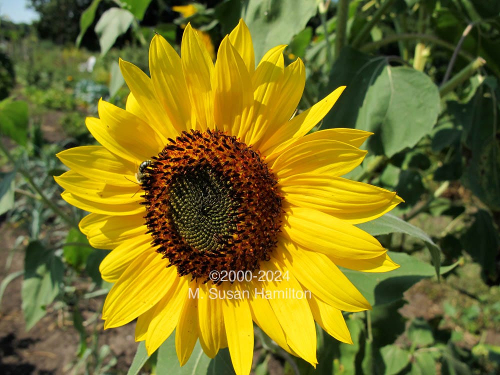 Bee Gathering Pollen from a Sunflower