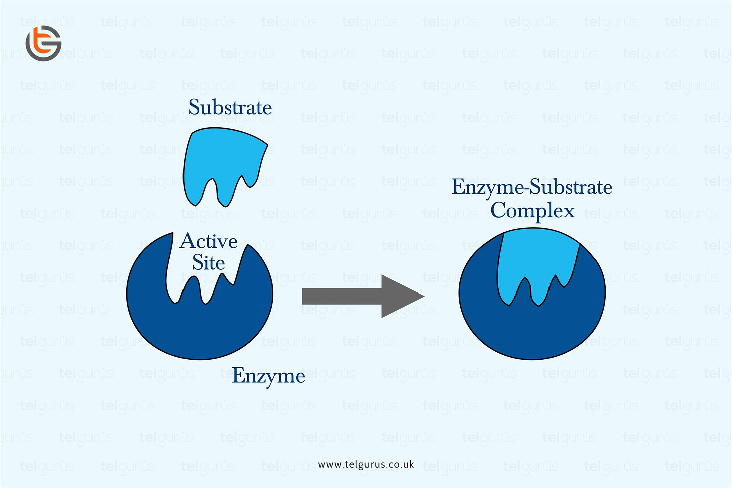 Explain the Lock and key mechanism in relation to enzymes. | Science  Questions